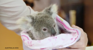 koala-2