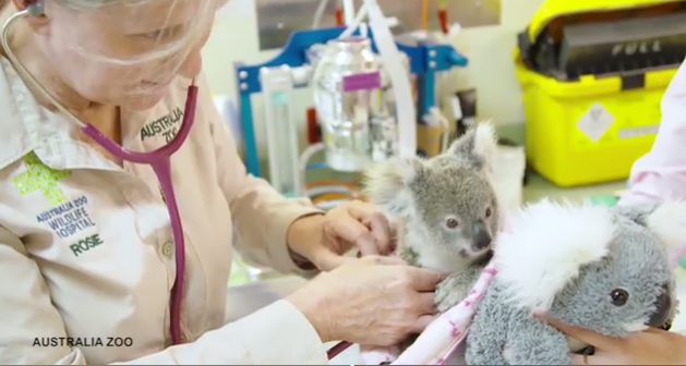 Αυστραλία: Μωρό κοάλα επιβιώνει χάρη σε μία χνουδωτή κούκλα