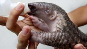 pangolin