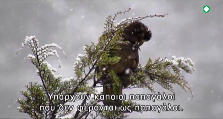 “ΠΑΡΑΤΟΛΜΟΙ ΠΑΠΑΓΑΛΟΙ”, ντοκιμαντέρ στην ΕΡΤ3 (trailer)