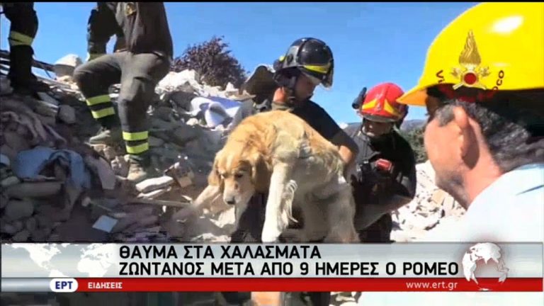 Σκύλος εντοπίστηκε ζωντανός 9 μέρες μετά τον σεισμό στην Ιταλία (video)