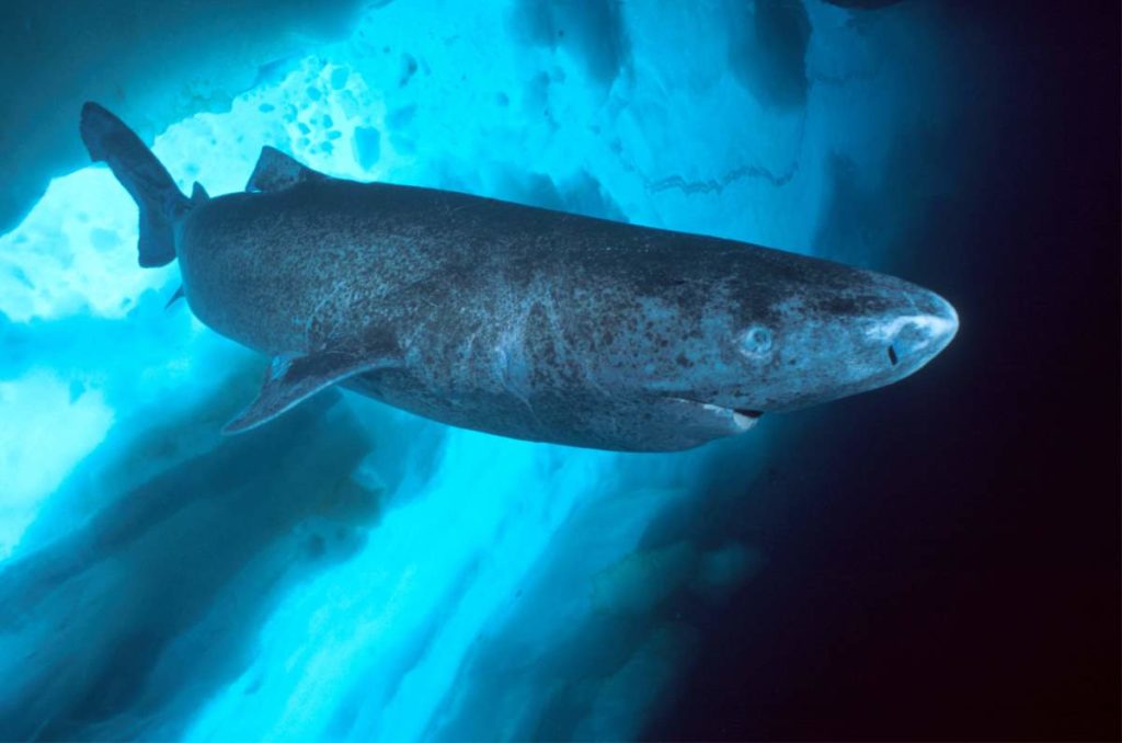 Ικαρία: Τι σχέση έχουν οι καρχαρίες της Γροιλανδίας με τους Ικαριώτες;
