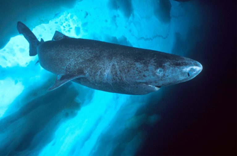 Ικαρία: Τι σχέση έχουν οι καρχαρίες της Γροιλανδίας με τους Ικαριώτες;
