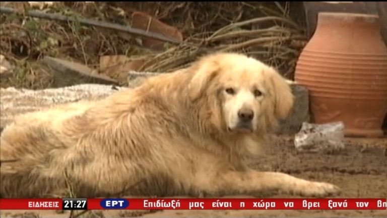 Ο “Χάτσικο” της Λακωνίας (video)