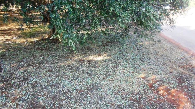Κέρκυρα: Συναγερμός για τον ακανθώδη αλευρώδη