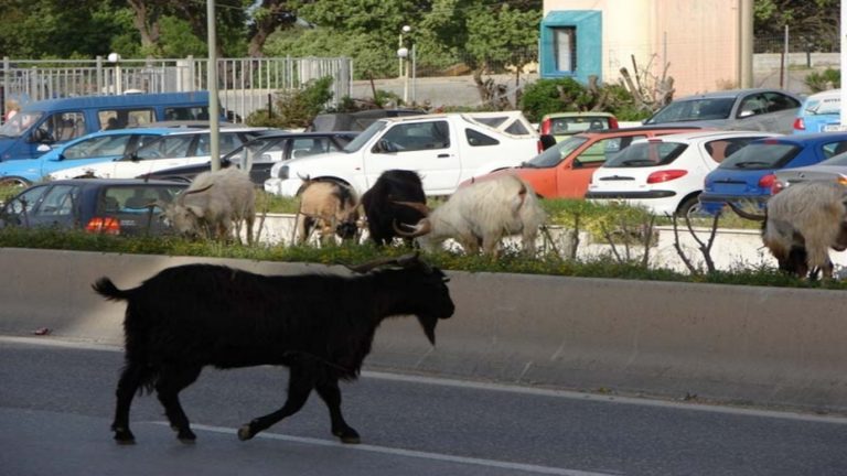 Ρόδος: Δήμος κατά κτηνοτρόφων για ανεπιτήρητα ζώα