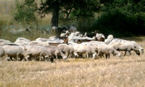 Κοπάδι-πρόβατα-Τρίκαλα