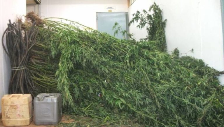 Βόλος: 47χρονος συνελήφθη με φυτεία χασίς στην Αγχίαλο