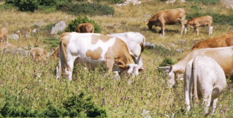 Πρόστιμο σε κτηνοτρόφο για ανεπιτήρητα βοοειδή