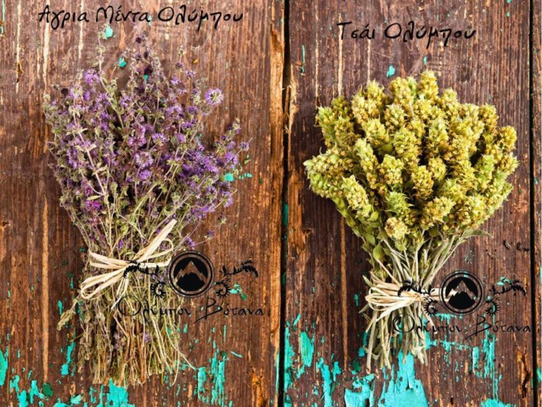 Ευεργετικό το άγριο τσάϊ Ολύμπου