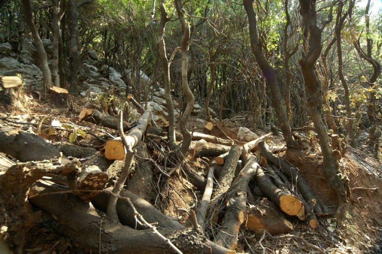 Έξαρση στο φαινόμενο παράνομης υλοτομίας