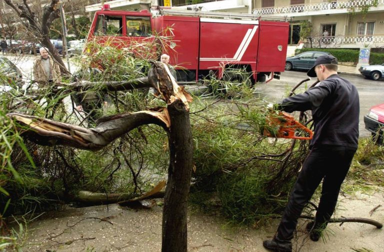 Χανιά: Κλαδέματα δέντρων σε δρόμους της πόλης