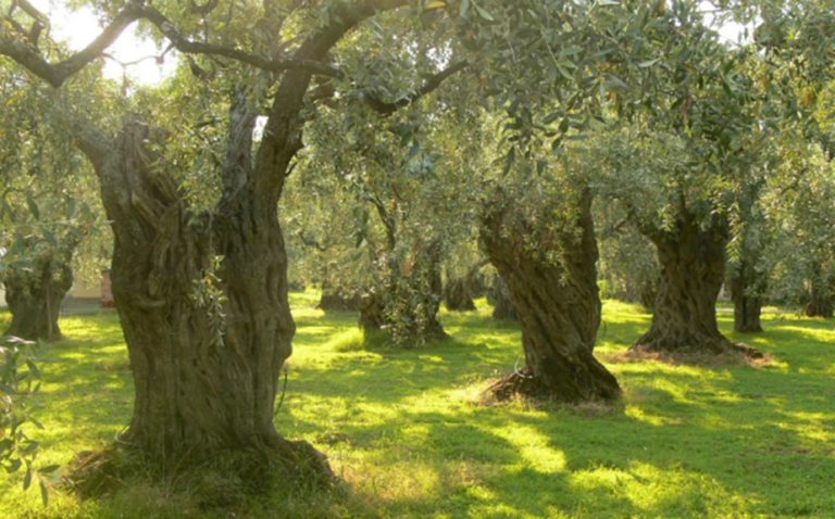 Κέρκυρα: Εντατικοί έλεγχοι για την παράνομη κοπή ελαιοδέντρων