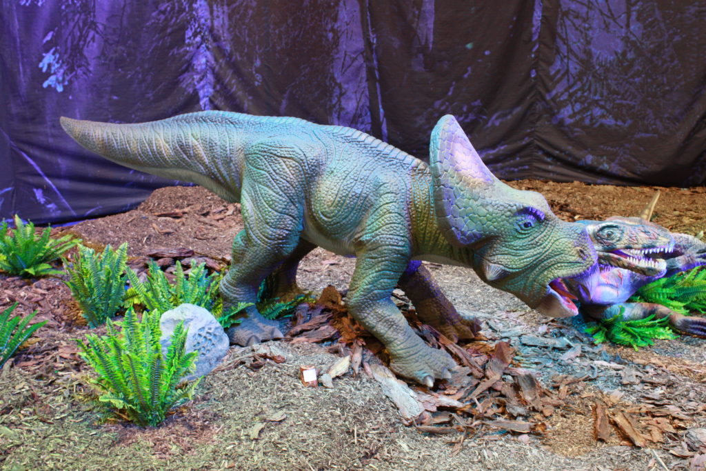 Protoceratops