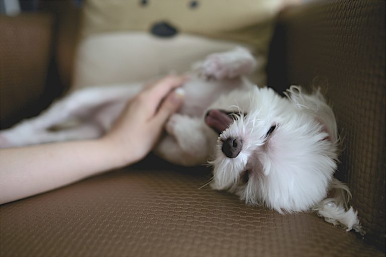 Παγκόσμια Ημέρα των Ζώων. Εκδηλώσεις σε όλη τη χώρα