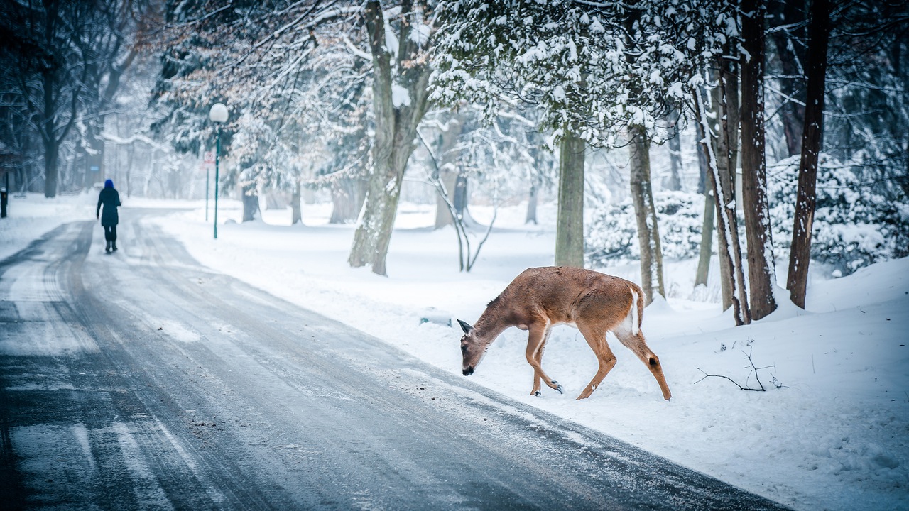 animals-deer