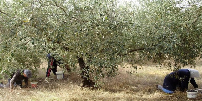 Από τις 10 Νοεμβρίου η ελαιοσυγκομιδή