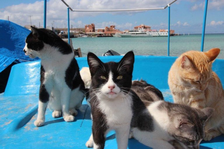 Επιδημία “θερίζει” τον πληθυσμό της γάτας στη Θεσσαλονίκη