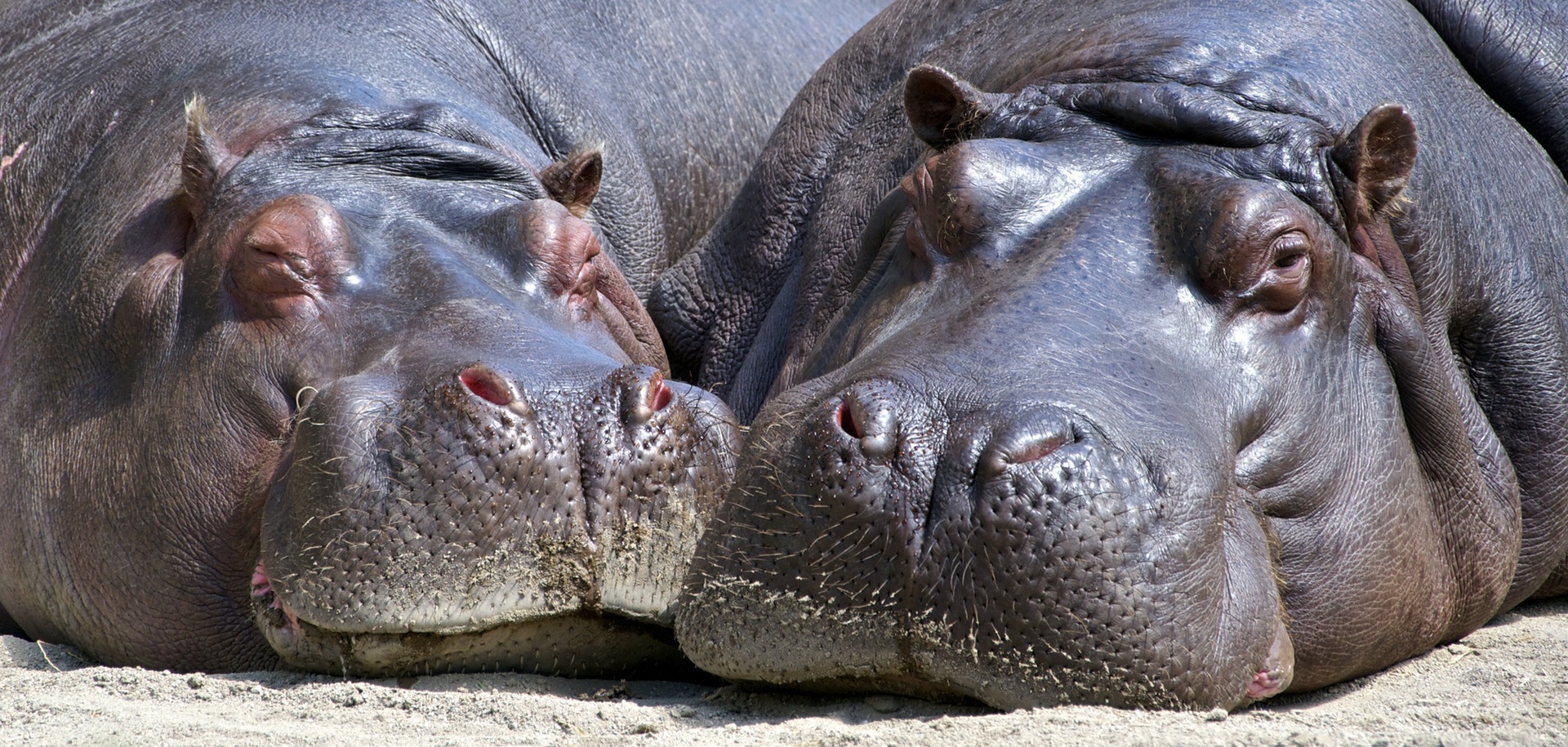 hippo-animals