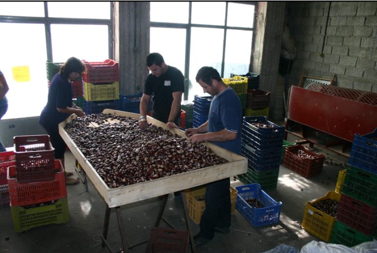 Πύργος: Προσοδοφόρα η καλλιέργεια καστανιών