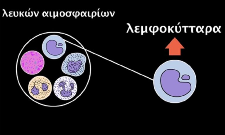 Εκδήλωση για τη δωρεά του μυελού των οστών στην Ανδραβίδα