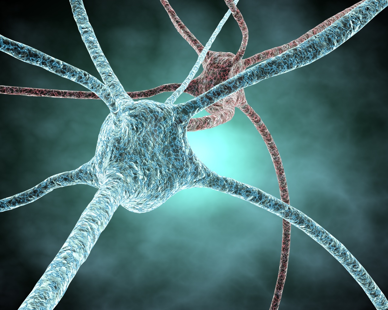 neurones