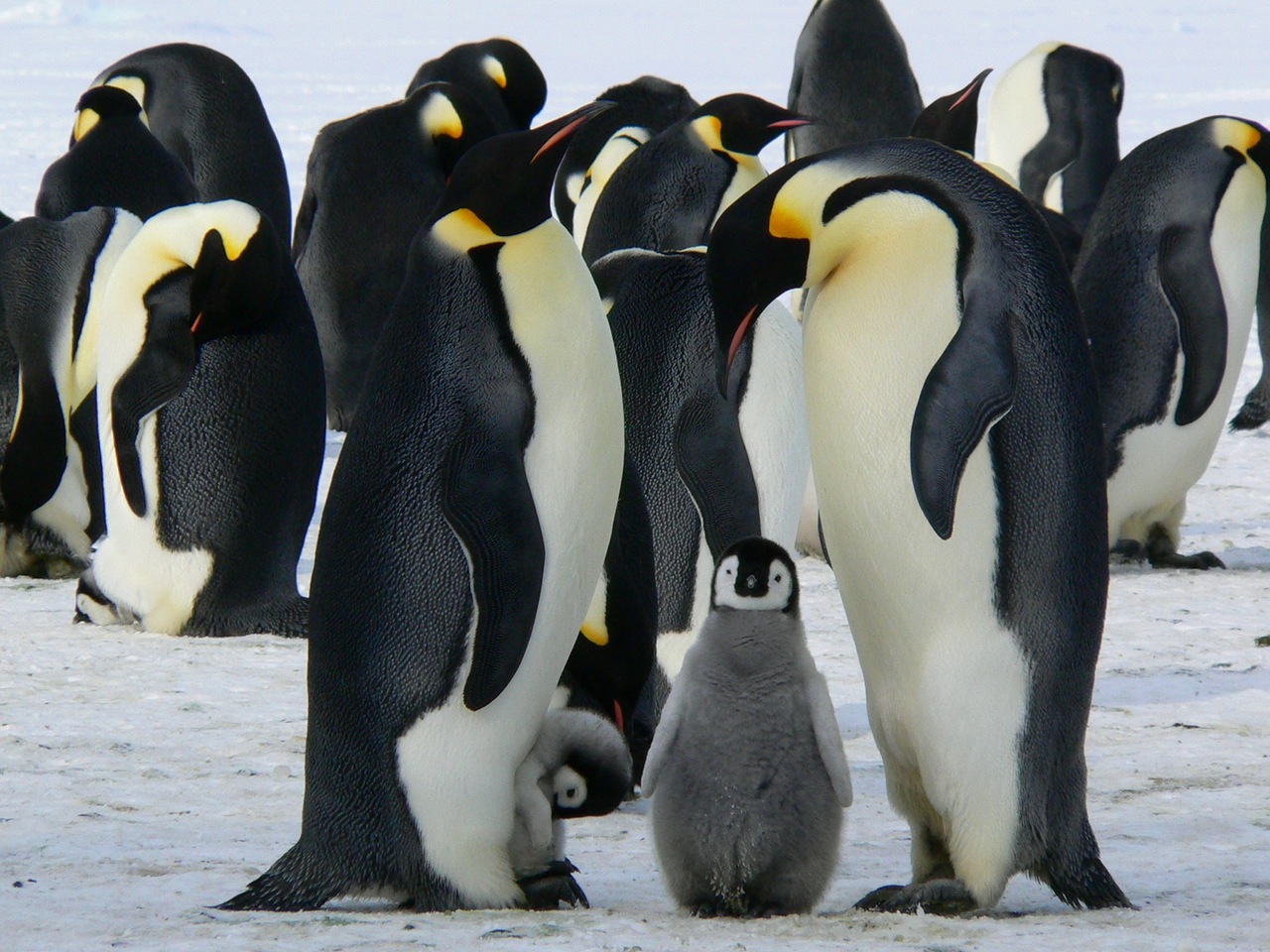 penguins-animals