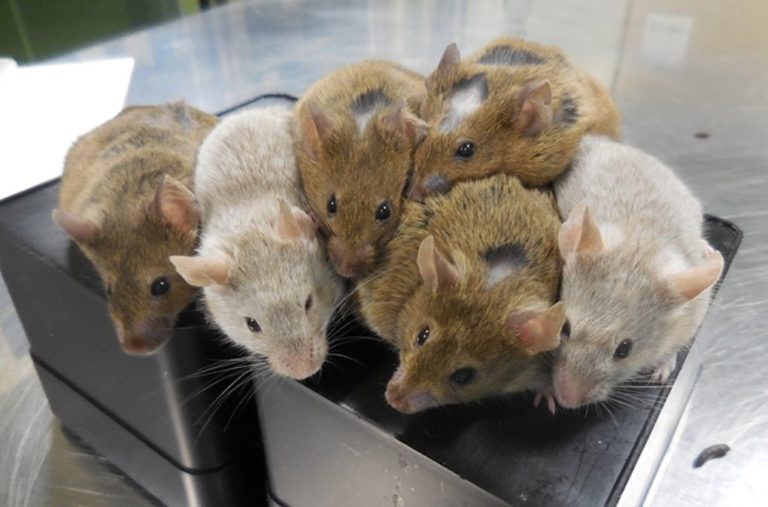 Επιστήμονες του Χάρβαρντ αποκατέστησαν την όραση σε τυφλά ποντίκια