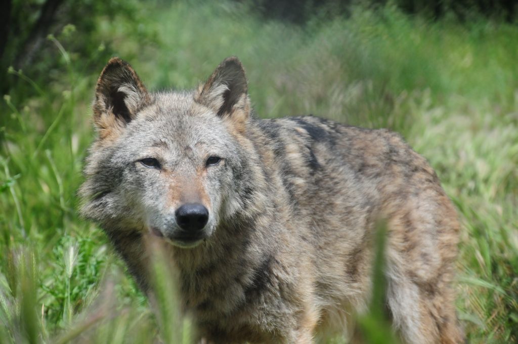 Τρεις απώλειες για τους λύκους του Αρκτούρου