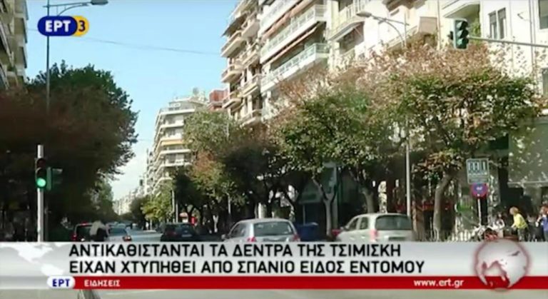 Αντικαθίστανται τα άρρωστα δέντρα της Τσιμισκή (video)