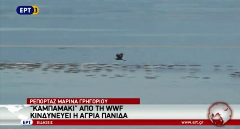 Υπό κίνδυνο άμεσης εξαφάνισης η πανίδα του πλανήτη μας (video)