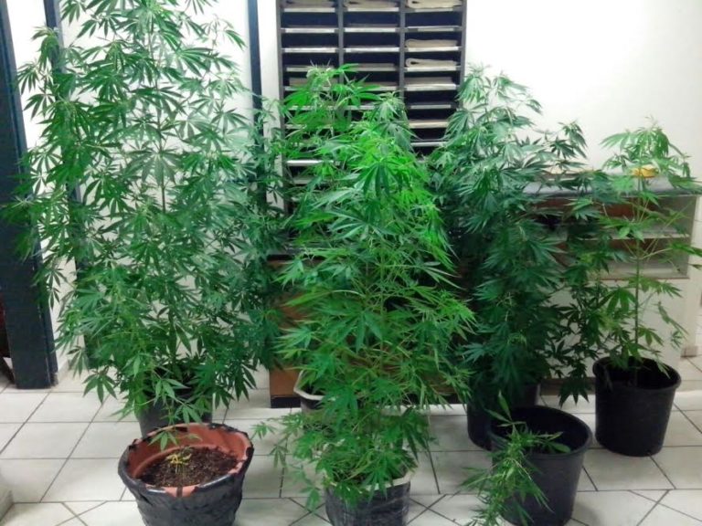 Καλλιέργεια χασίς σε κατοικία, 5000 πακέτα λαθραία τσιγάρα, διακίνηση αλλοδαπών