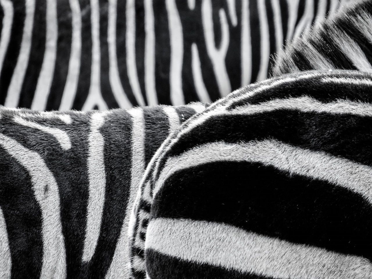 zebra-animals