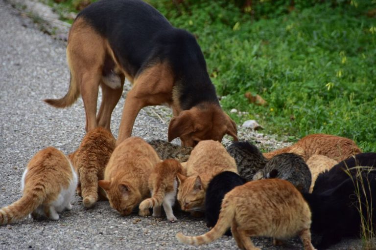 Η Ελληνική Αστυνομία αρωγός στην προστασία των ζώων