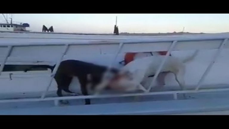 Ρόδος: Συνελήφθησαν τρία άτομα για τις κυνομαχίες