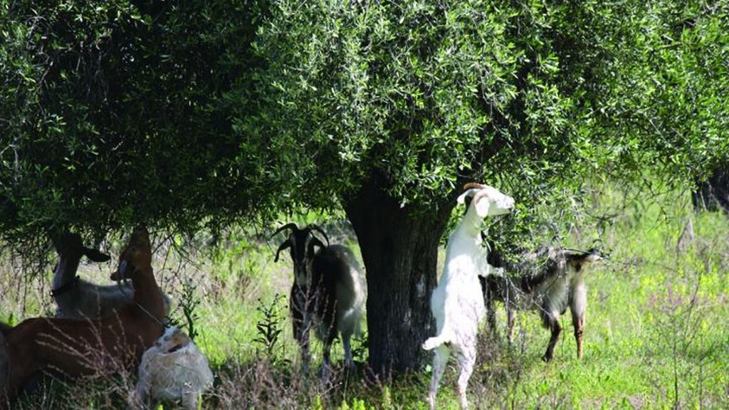 Χίος: Σιτηρέσιο για τα αδέσποτα αιγοπρόβατα