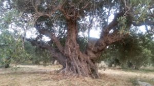 Σημαντικές εκδηλώσεις στην Κρήτη για την ελιά και το λάδι