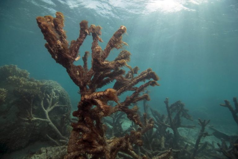 Χάνουν το χρώμα τους τα κοράλλια του Μεγάλου Υφάλου της Αυστραλίας