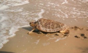 female_loggerhead_sea_turtle_caretta_caretta