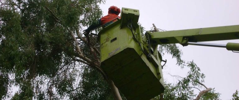 Χανιά: Κλάδεμα δέντρων στην οδό Αναπαύσεως