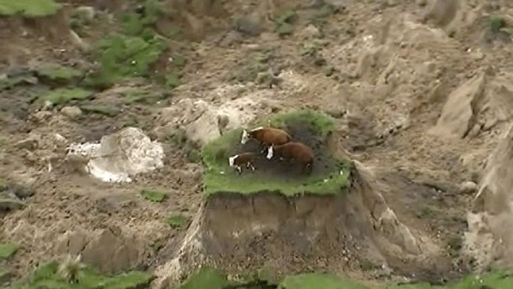 cows