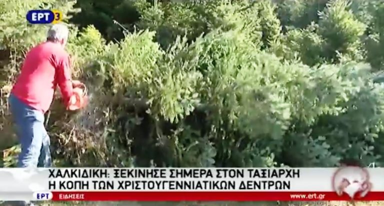 Άρχισε η κοπή των χριστουγεννιάτικων δέντρων στον Ταξιάρχη Χαλκιδικής (video)