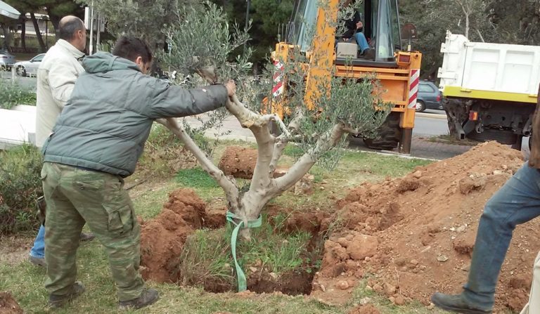 Yπεραιωνόβιες ελιές φυτεύουν στο Δήμο Χαϊδαρίου