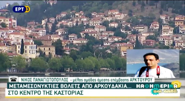 Μεταμεσονύκτιες βόλτες από αρκουδάκια…στο κέντρο της Καστοριάς(video)
