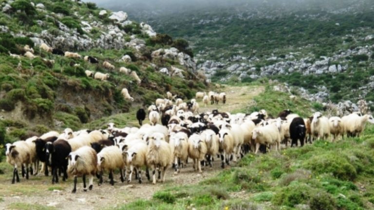 Κέντρο κτηνοτροφίας στα Ανώγεια