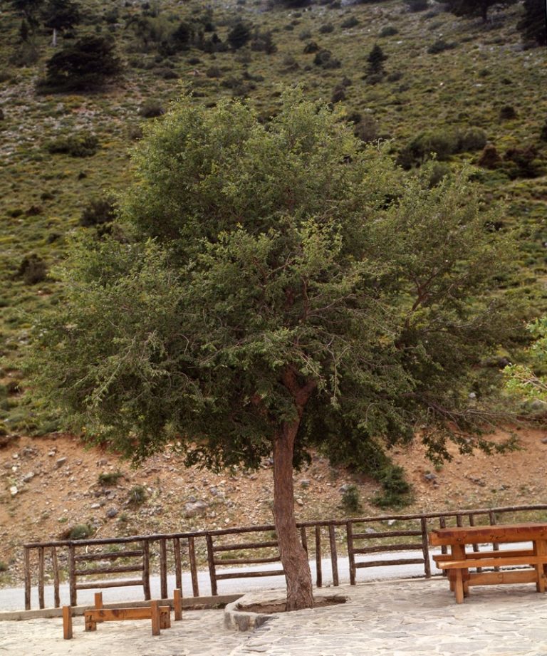 Χανιά: Αμπελιτσιά: το απειλούμενο, ενδημικό δένδρο της Κρήτης