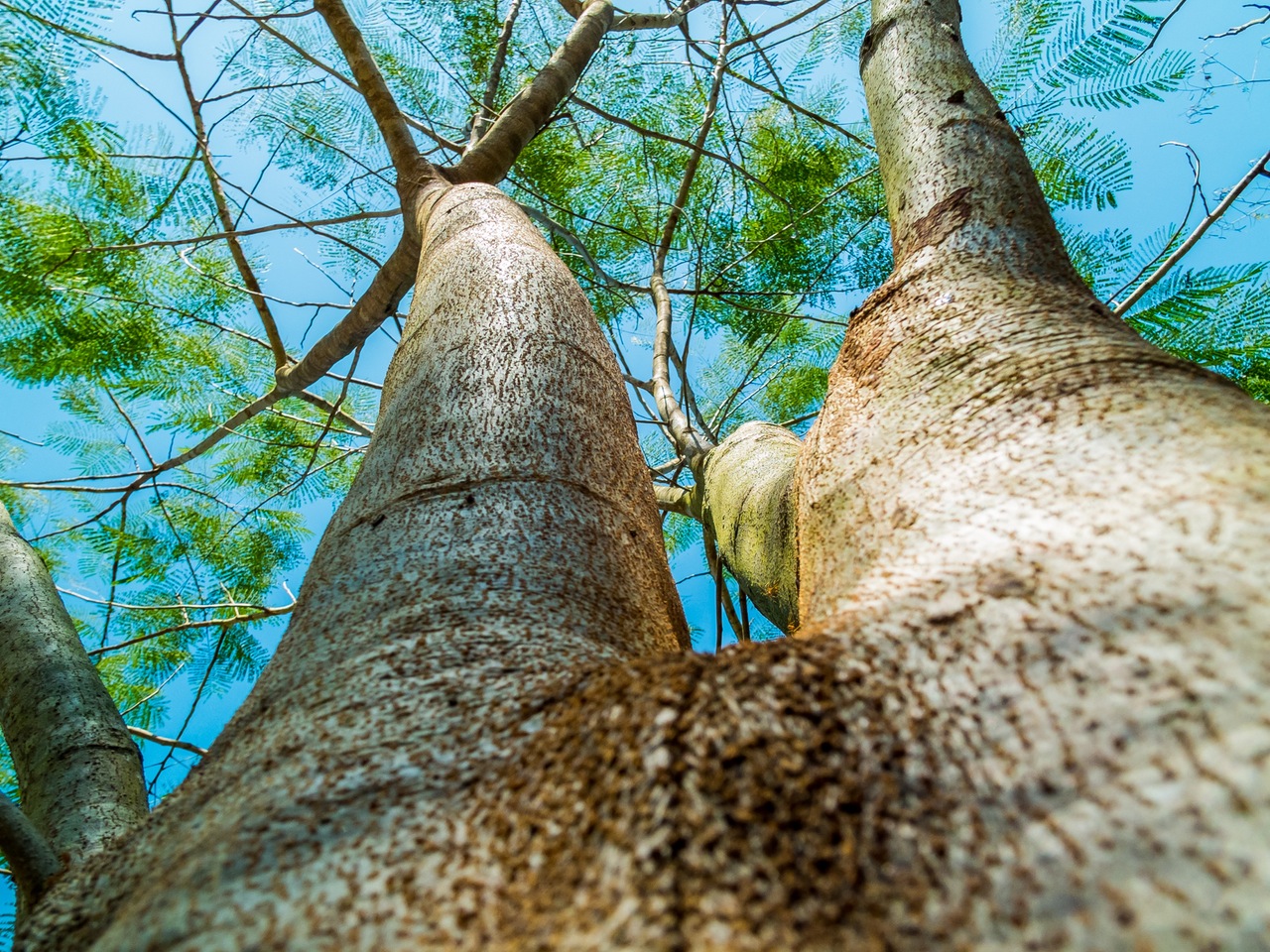tree_plan