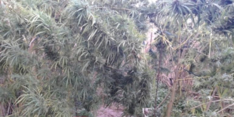 Συνελήφθη 40χρονος για καλλιέργεια κάνναβης