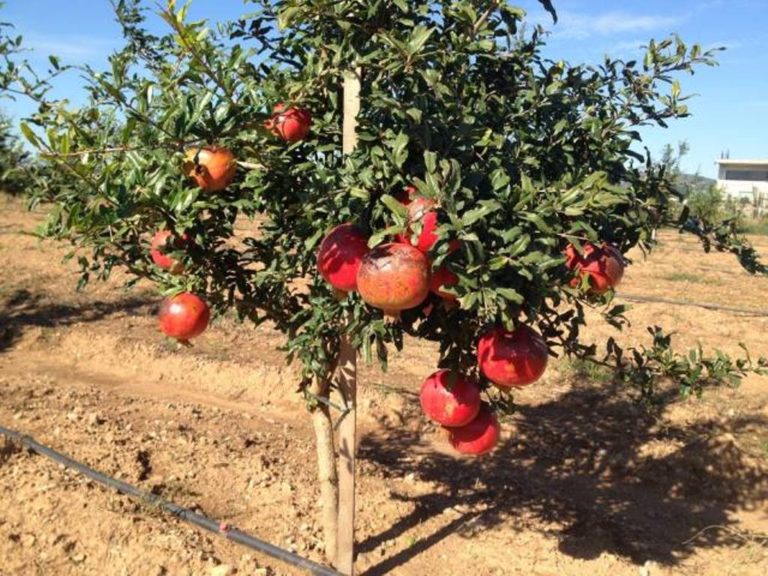 Αλεξανδρούπολη: 120 ροδιές φύτεψαν μαθητές στον Απαλό