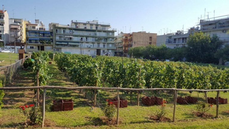 Δεύτερη παρουσίαση του πρώτου κρασιού από τον αμπελώνα του Δήμου Θεσσαλονίκης